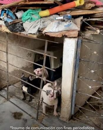 Judicializan a una mujer en Medellín por mantener más de 50 perros en condiciones de abandono
