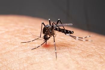 Alerta en Medellín: Aumentan los casos de dengue y estas son las comunas más afectadas