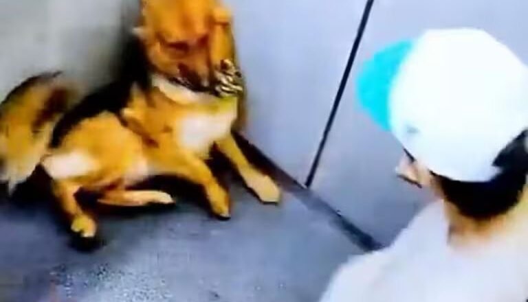 Indignación en La Estrella: rescatan tres perros golpeados dentro de un ascensor y su agresor ya fue identificado