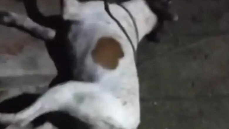 ¿Qué está pasando en Valparaíso? Investigan envenenamiento de cinco perros en medio de nueva alerta por maltrato animal